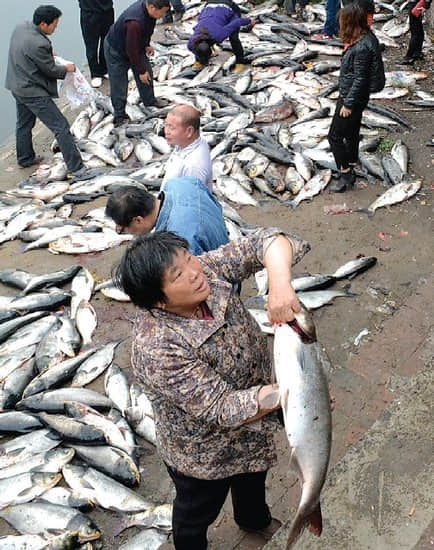 郑州湖水缺氧鱼浮头 300多人岸边捞鱼(图)