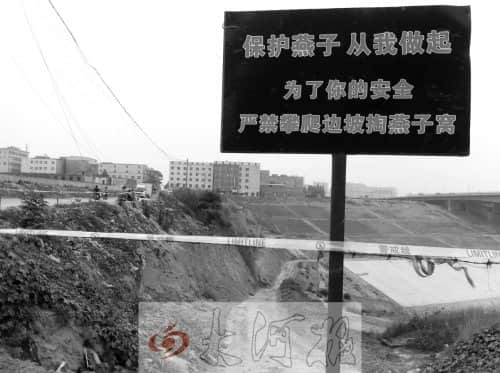 万只崖沙燕进工地 郑州燕子“惊动”国家林业局