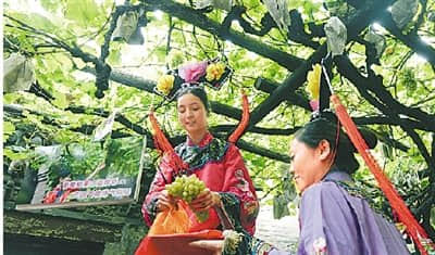 百年古树结葡萄游客争尝鲜 幼苗8800元被竞拍