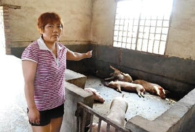 郑州养猪户300多头猪相继死亡 疑与兽药有关